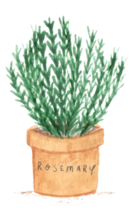 rosemary image